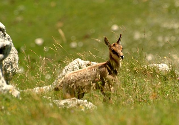 Camoscio d''Abruzzo Rupicapra pyrenaica ornata